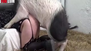 Pig punishing this hottie's super-wet slit